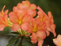 �}���[�V�A�V���N�i�Q