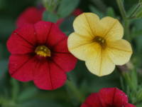 �J���u���R�A