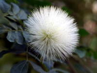 �J���A���h���E�n�G�}�g�P�t�@��