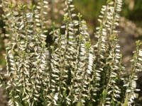 �J���[�i�E�u���K���X