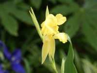 �J���i�E�O���E�J