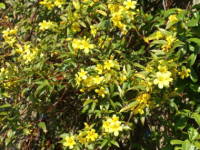 �J�����C�i�W���X�~��