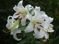 �J�T�u�����J