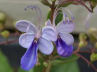 �N�����f���h�����E�E�K���f���Z