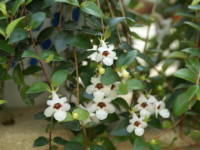 �R�h�i���e