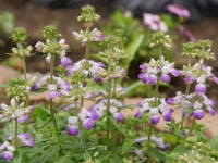 �R�����V�A