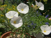 �R���{���u���X�E�N�l�I����