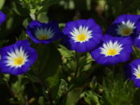 �R���{���u���X�E�g���J���[