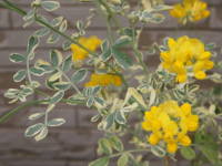 �R���j���E�o�����e�B�i