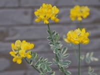 �R���j���E�o�����e�B�i