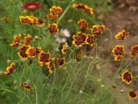 �R�X�~�f�B�E��