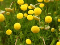 �R�c���E�R���m�s�t�H���A