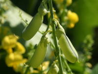 �N���^�����A