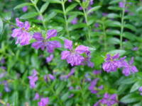 �N�t�F�A�E�q�b�\�s�t�H���A