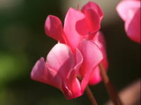 �K�[�f���V�N������