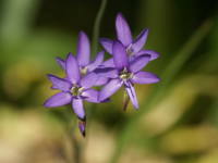 �Q�C�\���[�U