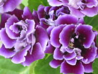 �I�I�C���M���\�E