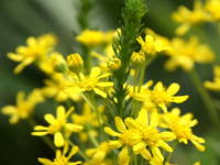 �S�[���f���N���b�J�[