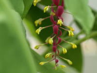 �O���b�o�E�E�B�j�e�B�[