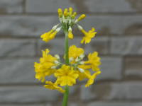 �L�o�i�N�����\�E