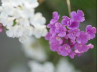 �R�o�m�����^�i