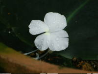 �P���t�F���A