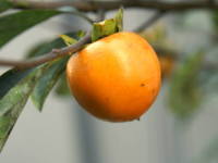 �J�L�m�L�i�`�̖؁j