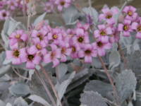 �J�����R�G�E�v�~��