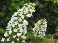 �J�V���o�A�W�T�C