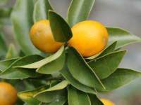 �L���J��