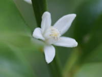 �L���J��