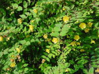 �L���V�o�C