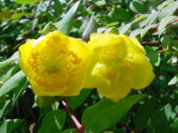 �L���V�o�C