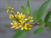 �L���g���m�I