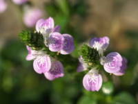 �L�c�l�m���}�S