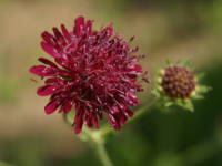 �N�i�E�e�B�A�E�}�P�h�j�J