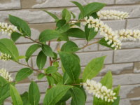 �R�o�m�Y�C�i