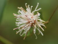 �R�E���{�E�L