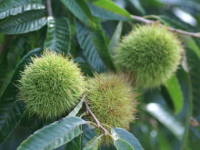 �N���i�I�j