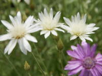 �L�Z�����Z�}��