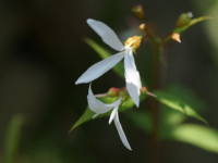 �~�c�o�V���c�P