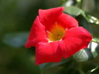 �}���f�r��