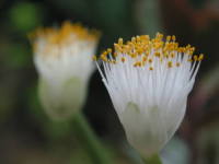 �}���n�P�I���g