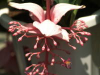 ���f�B�j���E�}�O�j�t�B�J