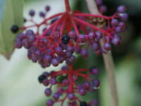 ���f�B�j���E�X�y�L�I�T