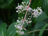 ���f�B�j���E�X�y�L�I�T