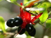 �~�b�L�[�}�E�X�̖�