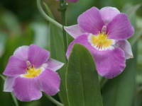 2月23日の誕生花 2月23日の誕生花