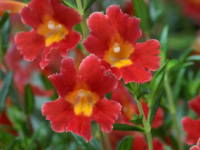 �~�����X�E�A�E�����e�B�A�N�X