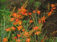 �����g�u���`�A